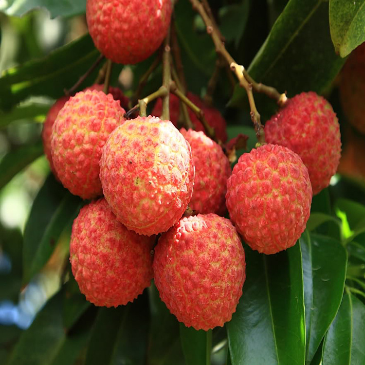 食用香精荔枝香精适用于饮料乳制品果冻冰淇淋糖果等产品
