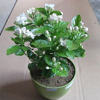 Wholesale Green plant Potted flowers Jasmine white Pink Double color Landscaping