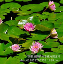 藍色睡蓮 藍色睡蓮批發 促銷價格 產地貨源 阿里巴巴 藍色睡蓮 藍色睡蓮批發 促銷價格 產地貨源 阿里巴巴