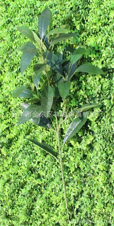 紫荆木叶五叉枝39叶枝整体