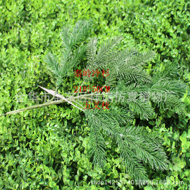 秦岭冷杉五叉枝21叶50厘米