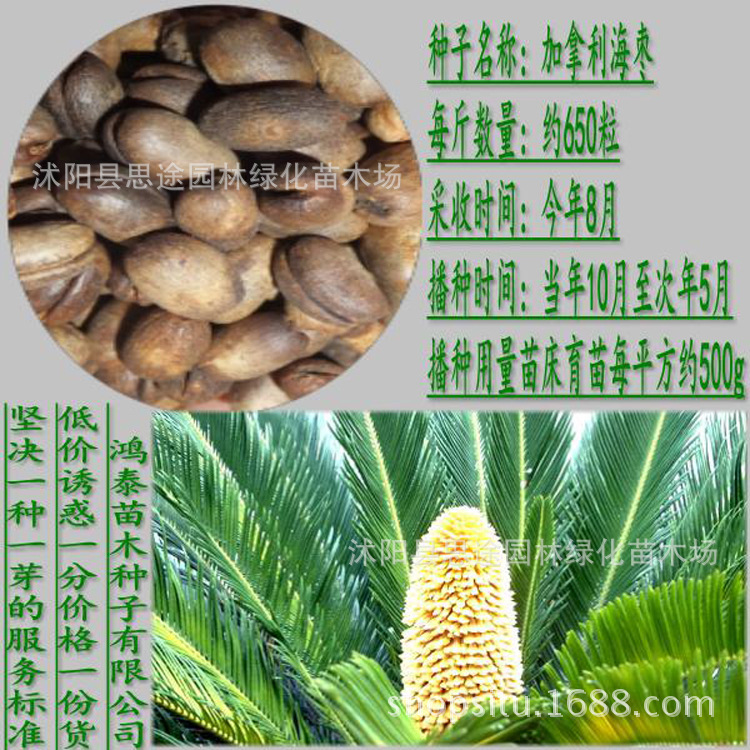 花木种子海枣 新采加拿利海枣种子 苗木种子 园林绿化树种子|ru