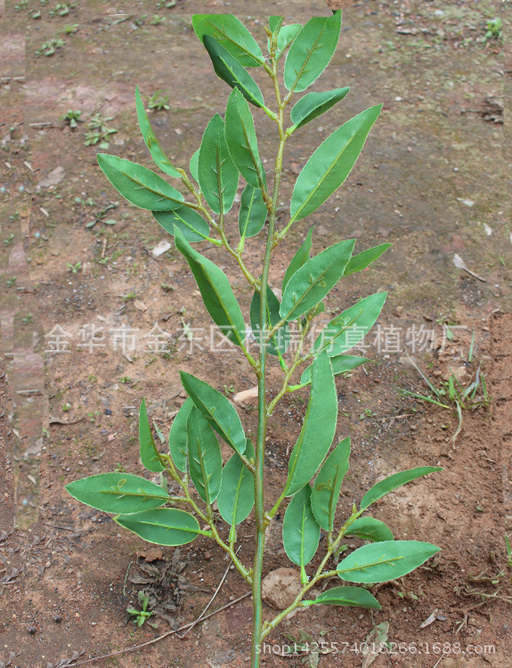 南川柳36叶55厘米背