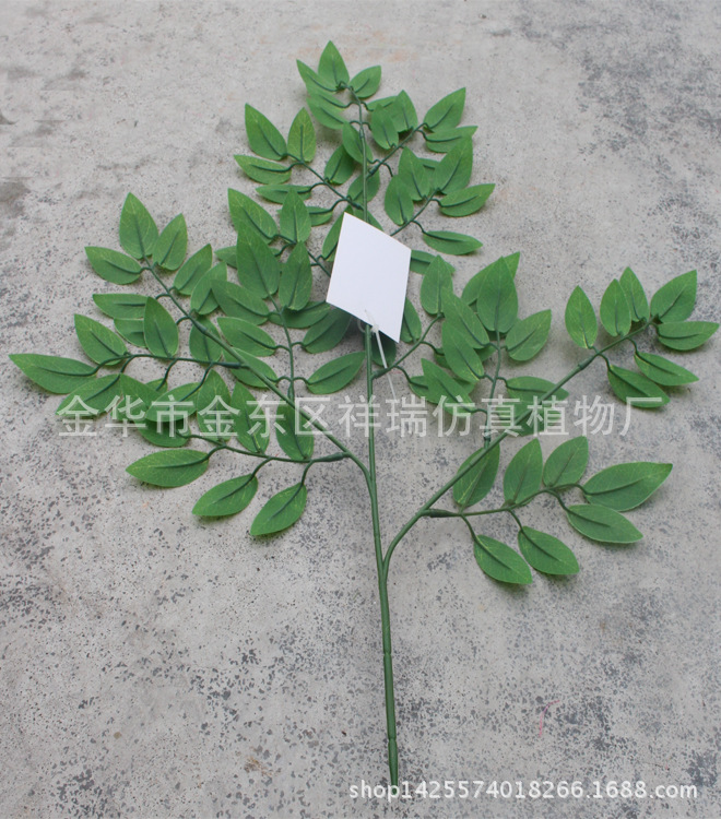 XRB-097豆花叶三叉支浅91叶60厘米背面