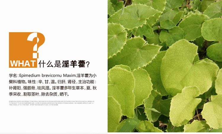 淫羊藿招商详情页_02