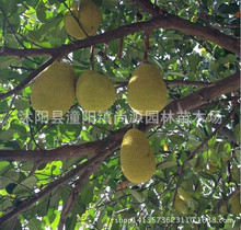 榴莲种苗价格_今日最新榴莲种苗价格行情走势