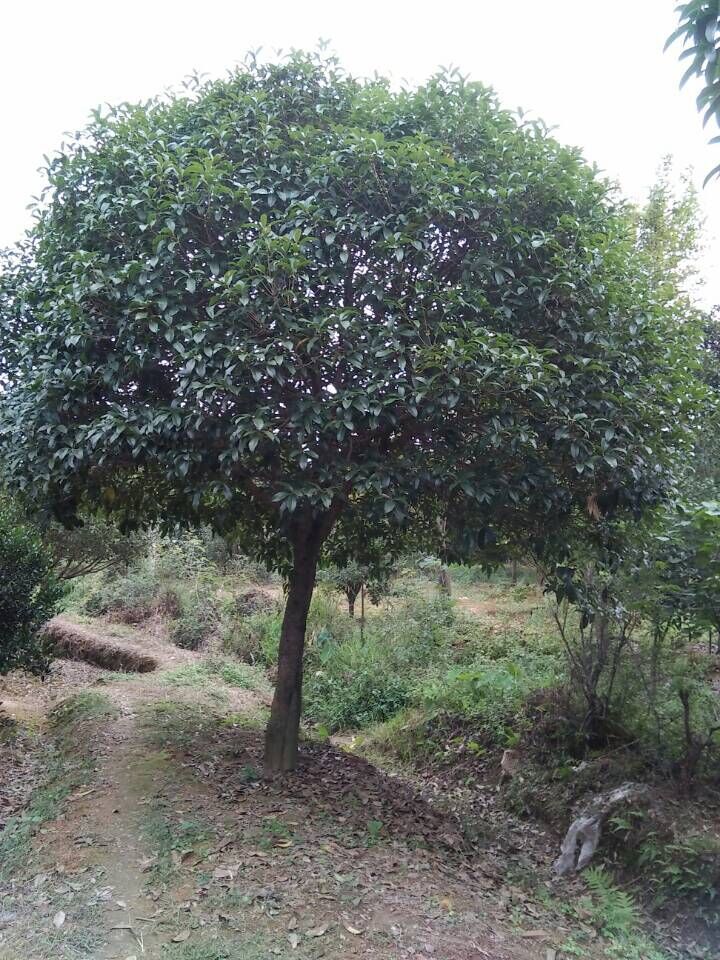 QQ图片20151016110858