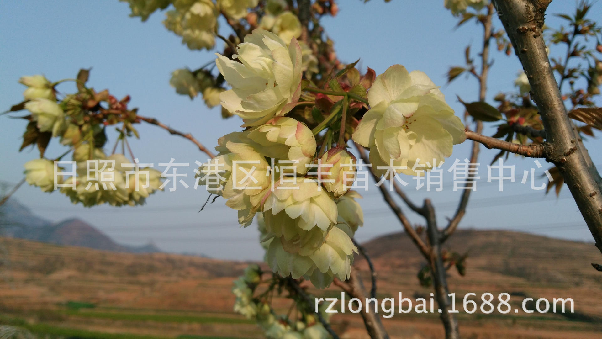 绿樱最新价格 供应郁金绿樱花 绿樱花 郁金樱花 绿樱-阿里巴巴