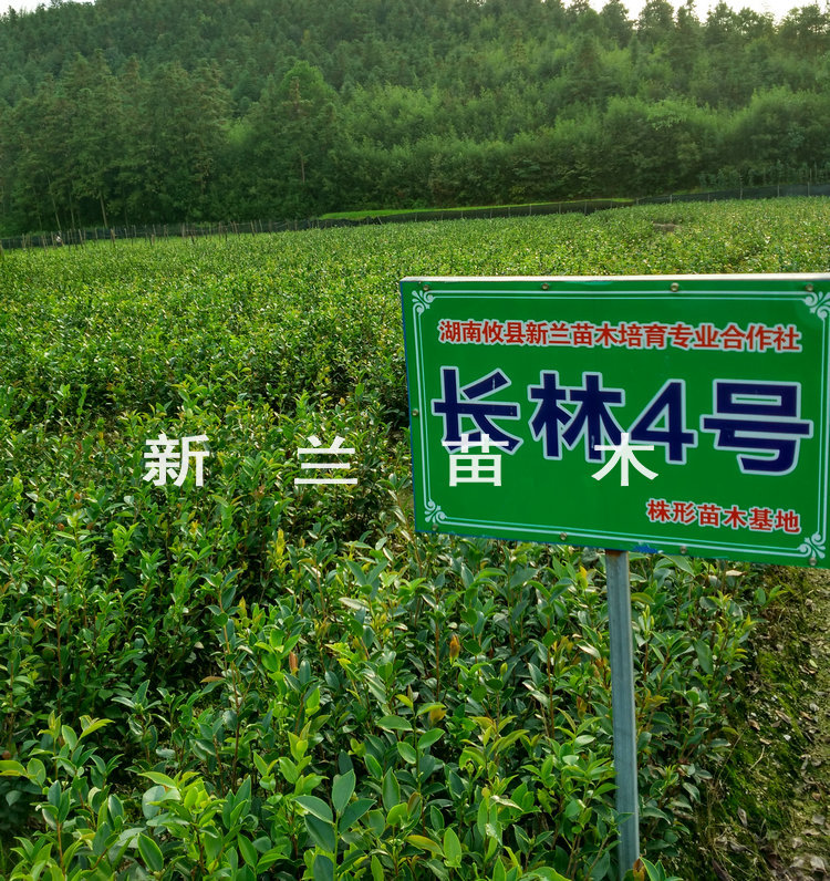 果树良种培育