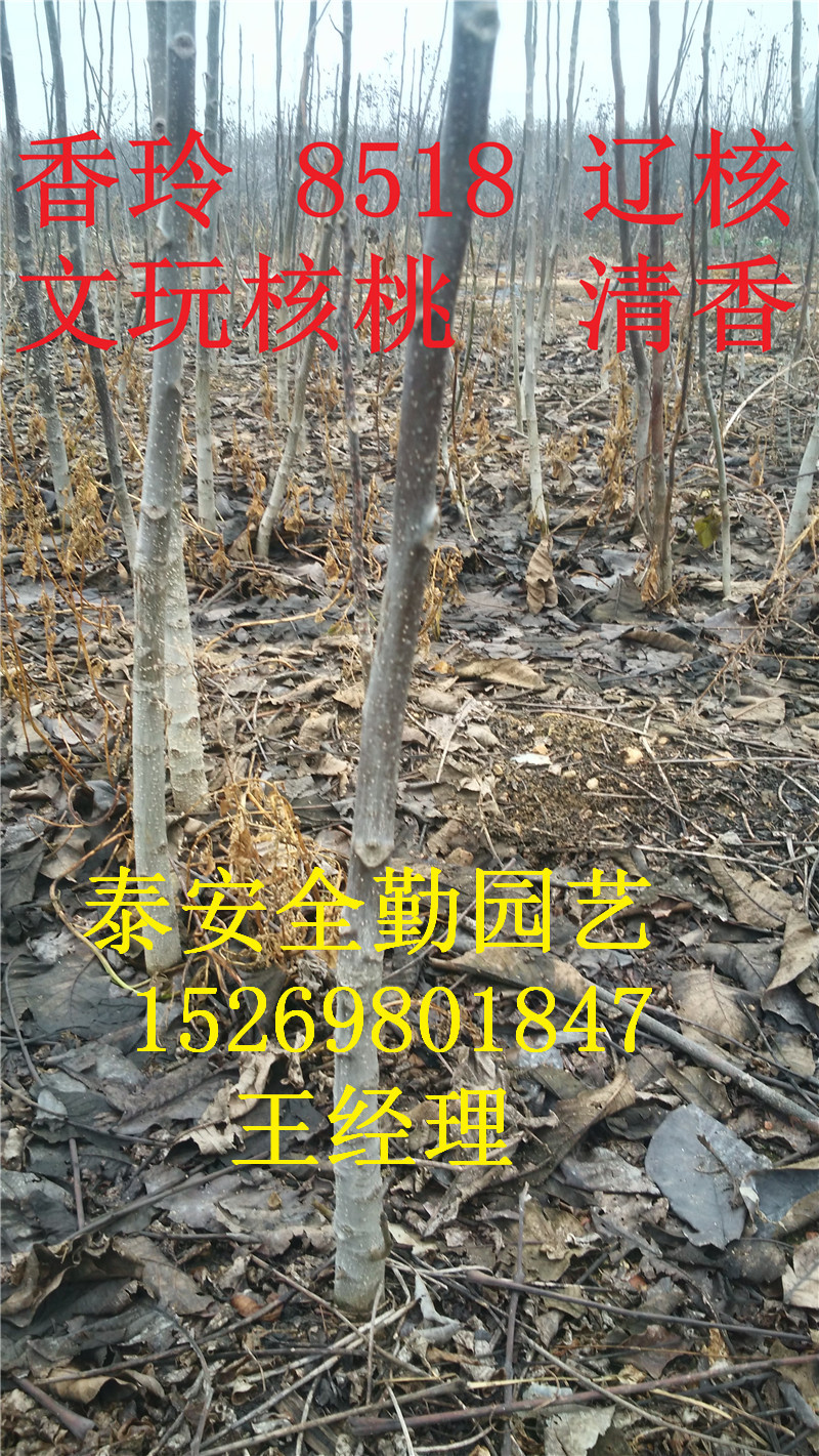 核桃苗IMG_20151201_104734_副本