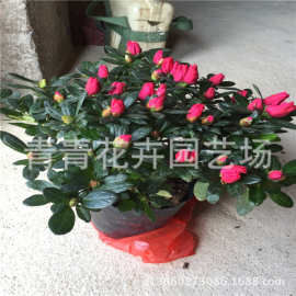 福建花卉 青青花卉 比利时杜鹃 盆栽杜鹃花 永福杜鹃花基地销售