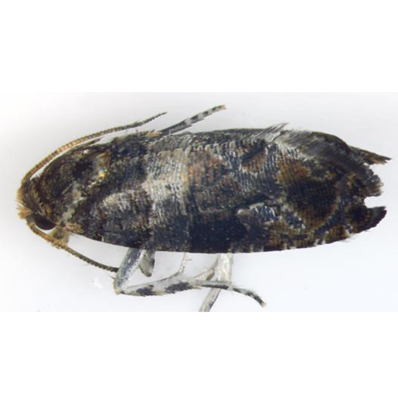 葡萄花翅小卷蛾引诱剂Lobesia reliquana 引诱剂 诱芯 诱捕器