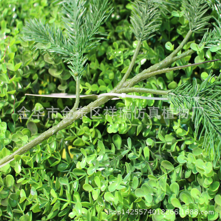 秦岭冷杉五叉枝21叶50厘米枝