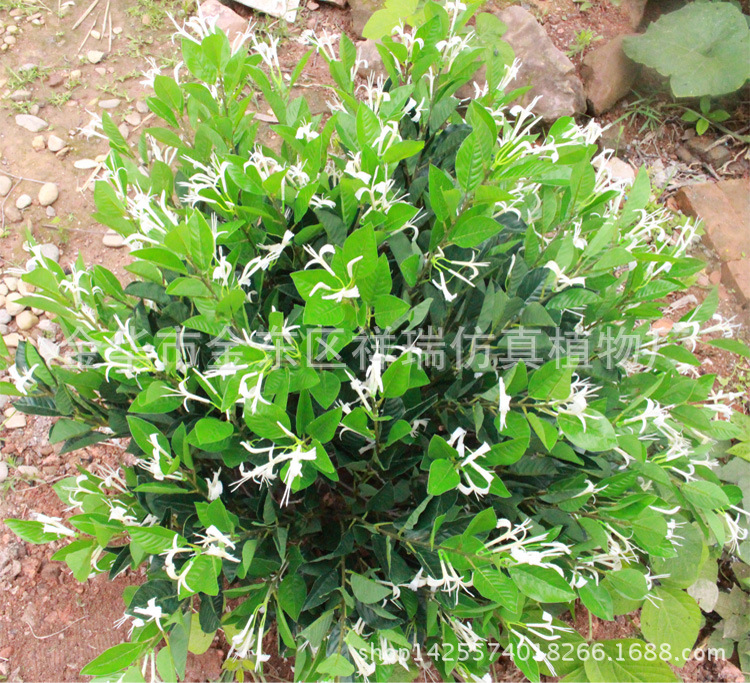 XRS-097金银花树1米花叶3