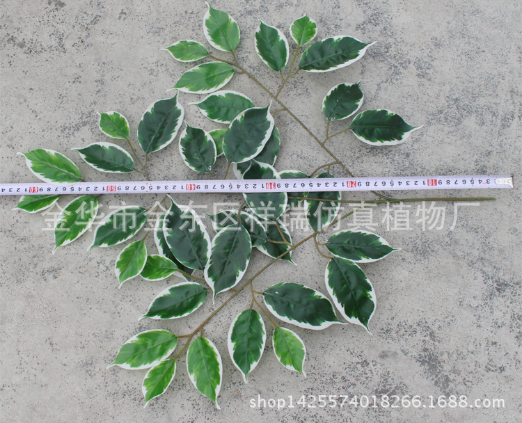 XRB-114白边榕3叉枝39叶长