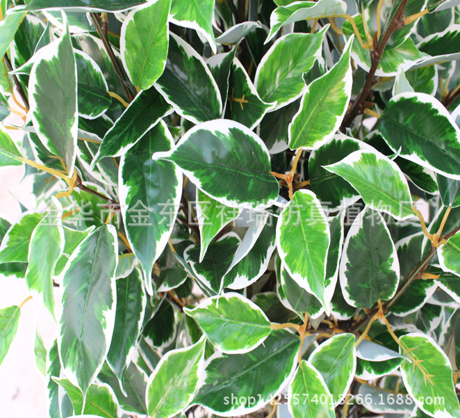 XRS-125盆栽白边香樟叶树660叶70厘米1