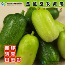 寿光黄瓜价格_今日最新寿光黄瓜价格行情走势