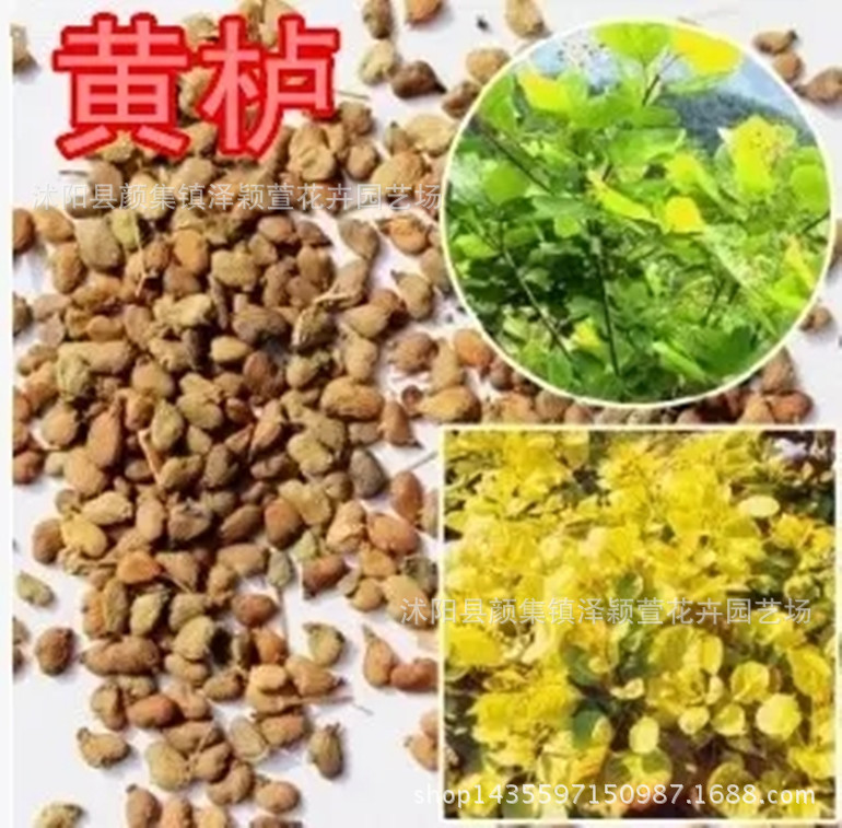 批发新采林木乔木黄栌种子 黄栌树种子 可嫁接美国红栌烟雾树
