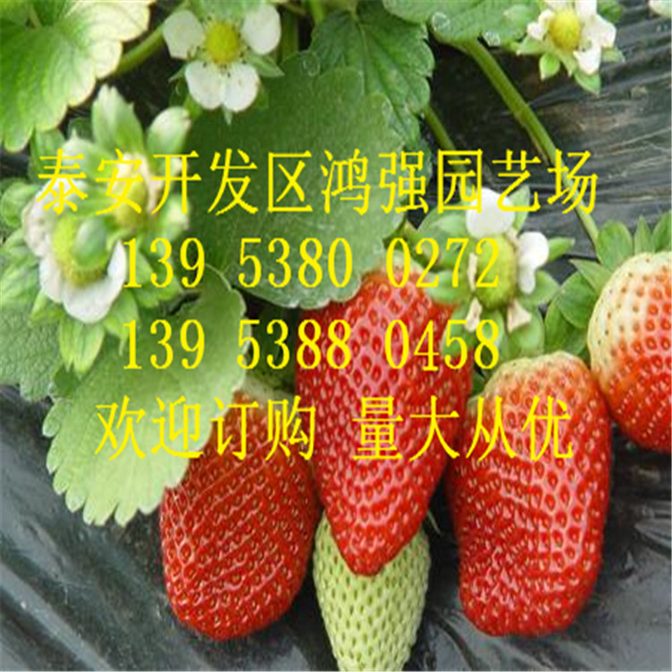 草莓苗11