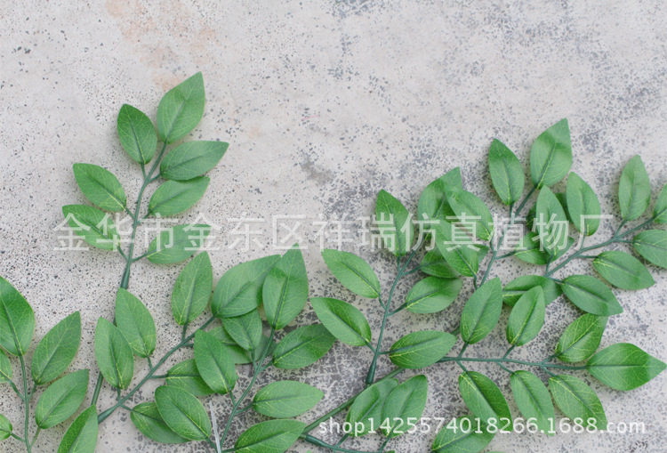 XRB-097豆花叶三叉支浅91叶60厘米叶子