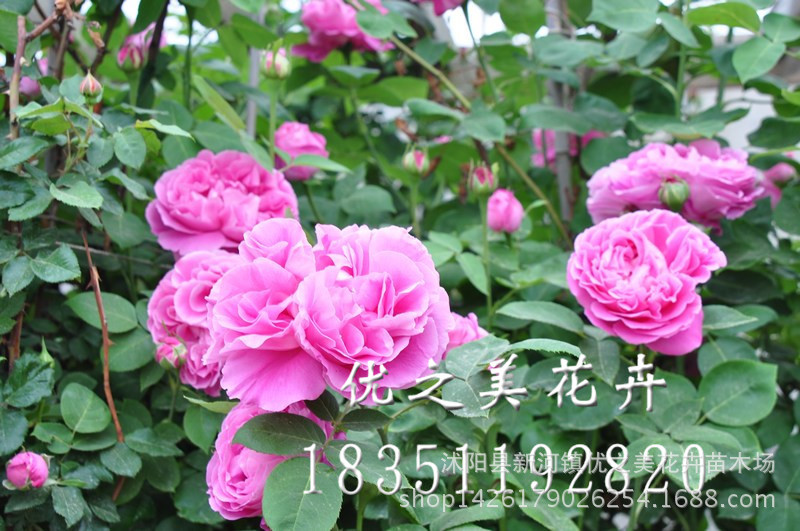 马华念什么_马华念什么供应商_马华念什么批