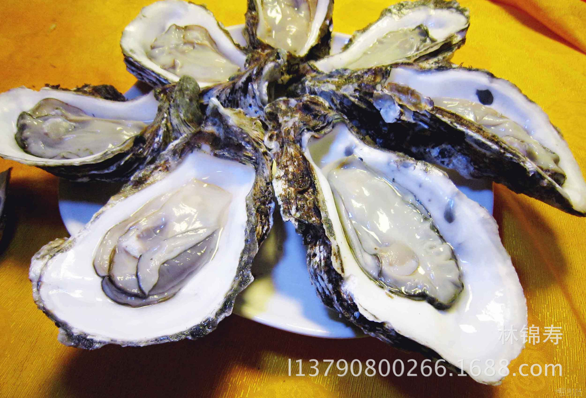 海鲜一站式海鲜水产餐饮酒店烧烤半壳生蚝鲜活牡蛎海蛎子120个规-阿里巴巴