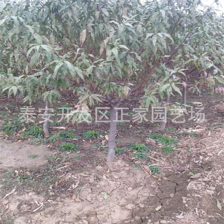 QQ图片20151031221829