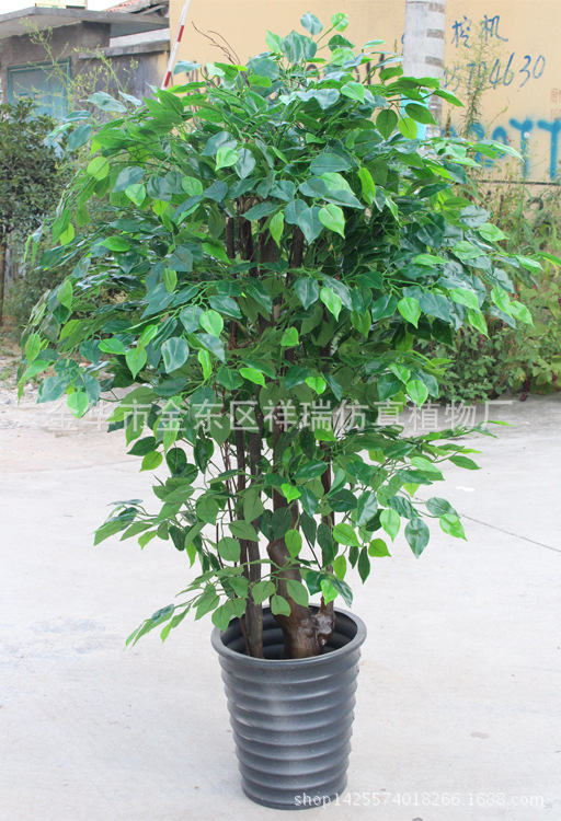 XRS-107古龙树头绿榕树1512叶150厘米
