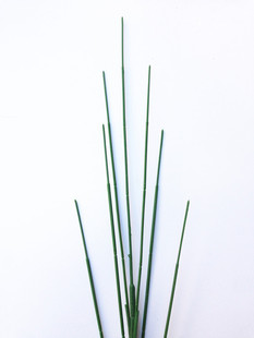 �x�����z�� �Gɫֲ����� �� �V�|�U�п��L7�^ 75CM