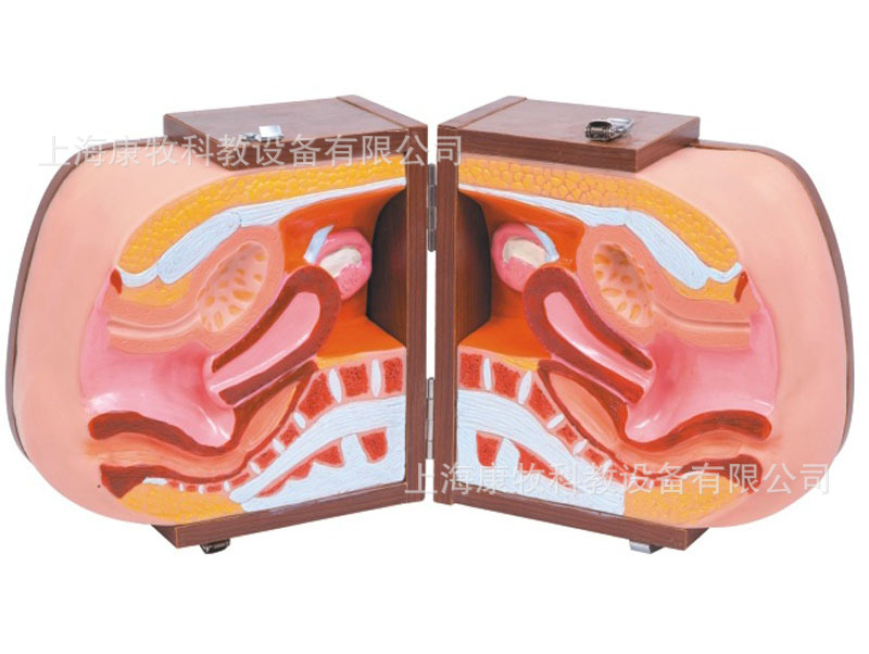 高级女性避孕器指导模型