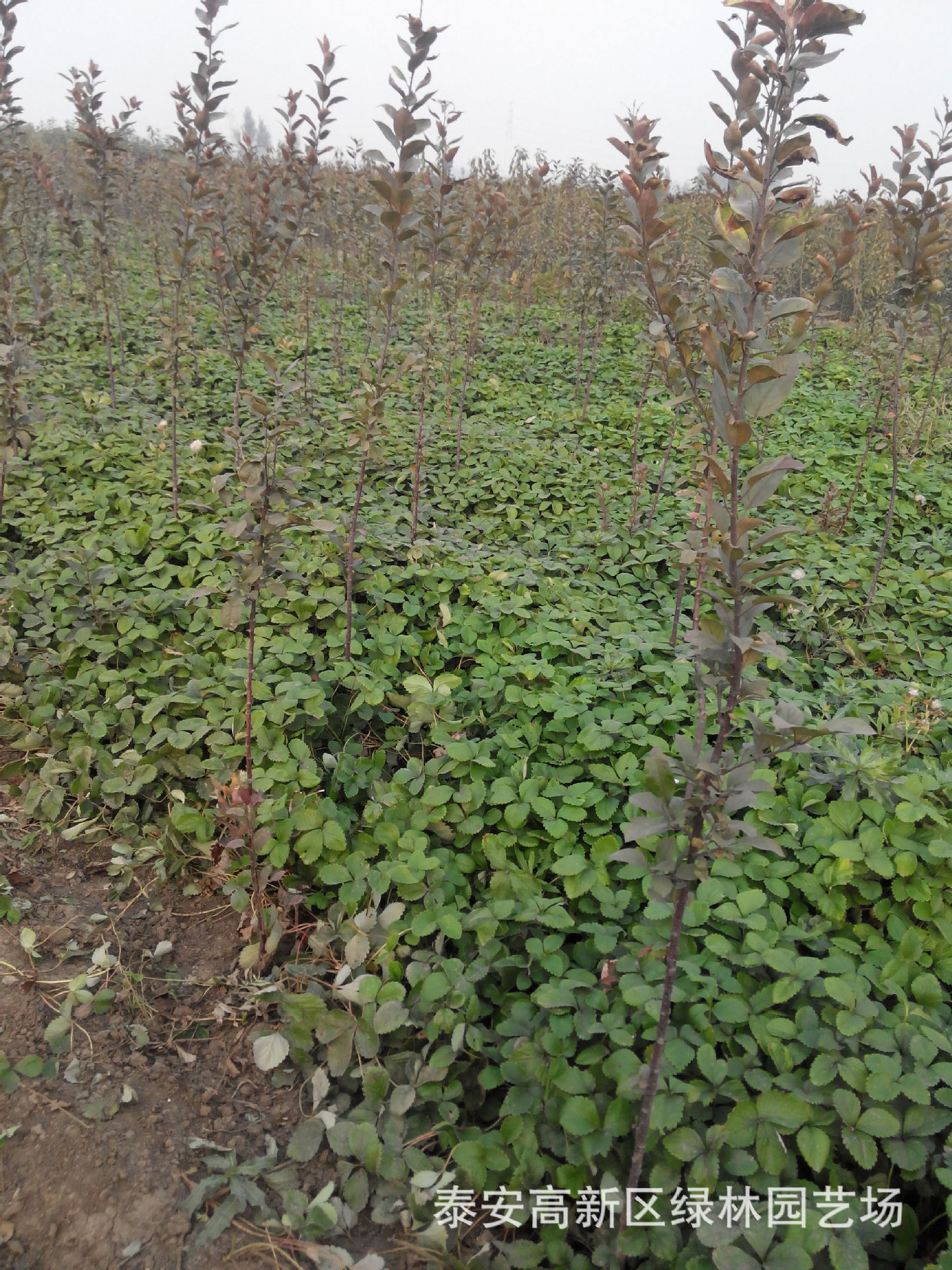 果树-适合南方种植的四川草莓苗,云南草莓苗,贵