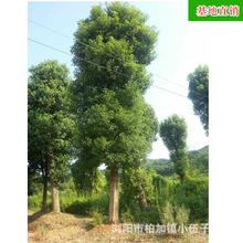 ���l�Ǽ���������@�־G��������ľ��ֲ����ă����G��ľ����ֱ�N