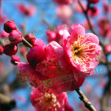 ۸NҎ t÷С t÷ ҎRȫ 󃞻