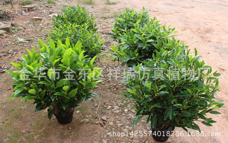 XRS-127-128-129-130-131-133(3