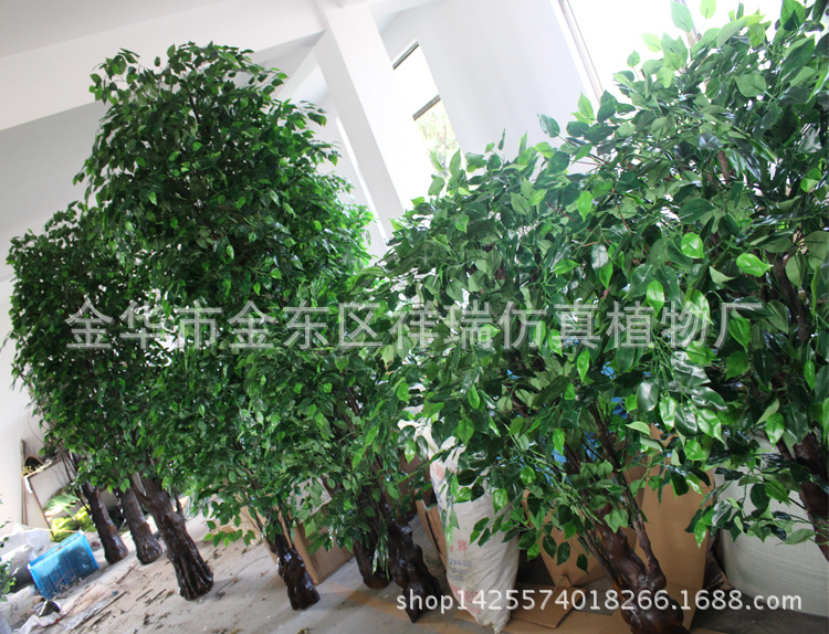 XRS-108特形绿榕树5040叶270厘米8