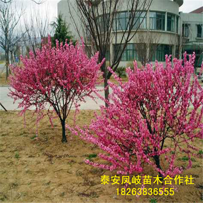 榆叶梅1