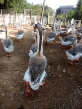 狮头鹅价格_今日最新狮头鹅价格行情走势