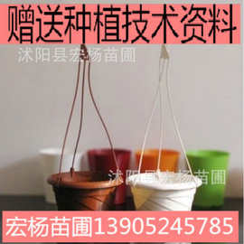 批发塑料花盆塑料吊兰盆吊盆砖红色白色螺旋吊篮盆吊钩