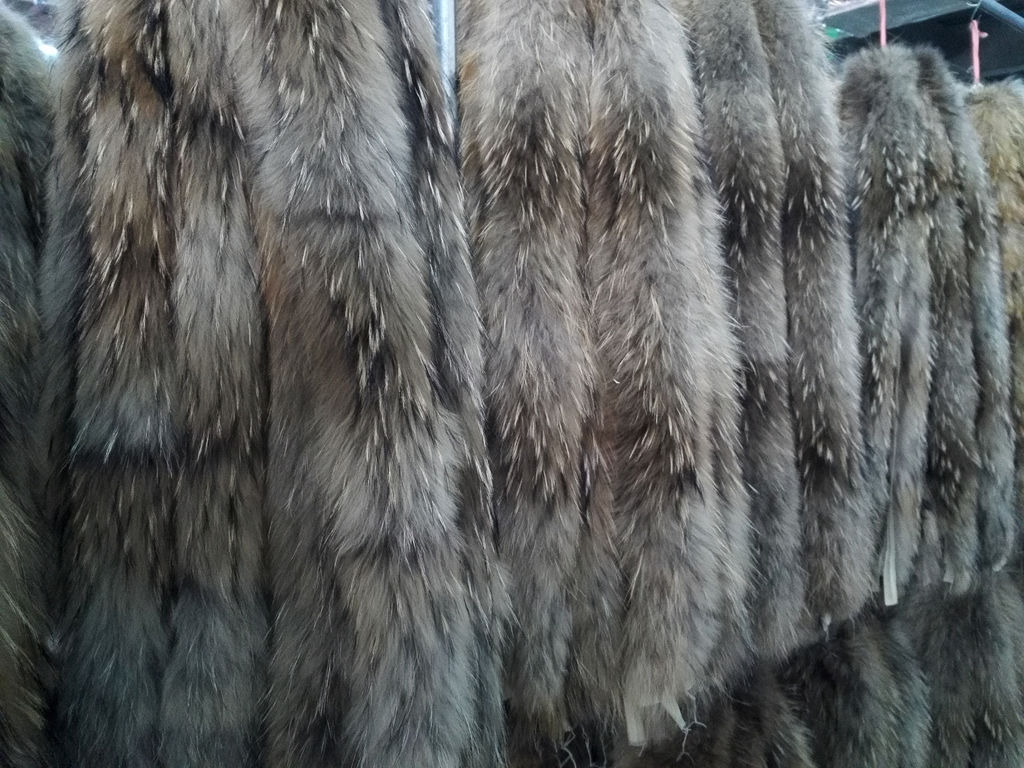 貉子帽条