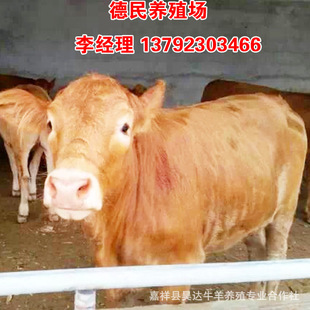 Nanchang*Luxi скальпель крупный рогатый рогатый скот, устойчивый
