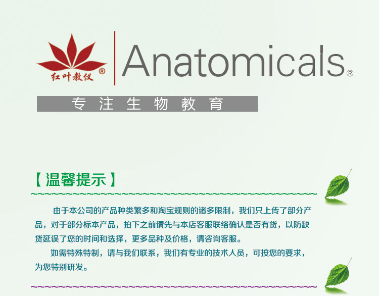 專用冷杉膠封蓋 礦石巖石標本薄片 固定套裝24片地質學巖石磨片