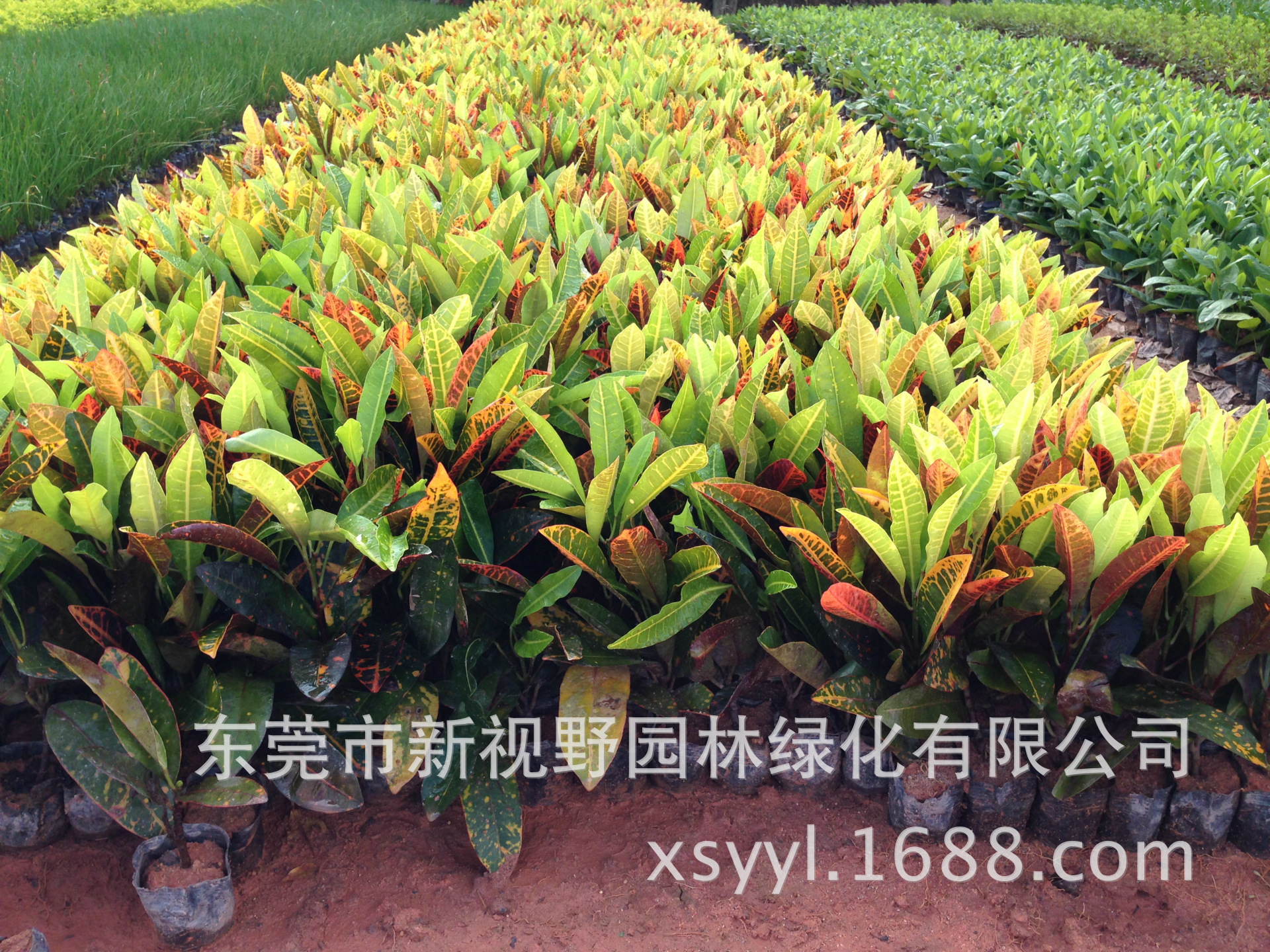 绿化小苗_变色月桂变色龙变叶木袋苗地被灌木东莞绿化小苗 - 阿里巴巴