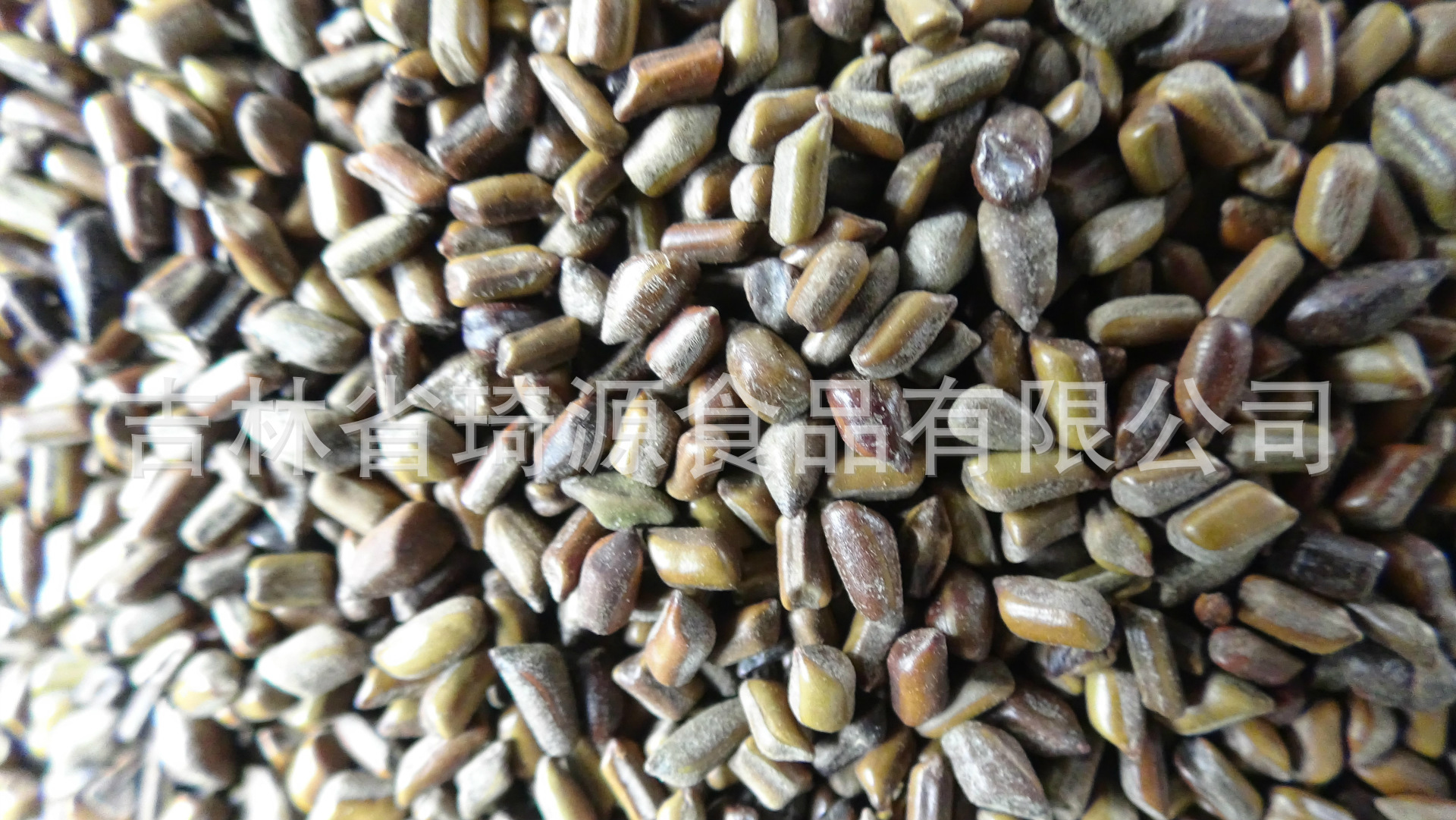 Dried Cassia Seed Jue Ming Zi Low Temperature Baked 500g Loose Herbal Botanicals key features