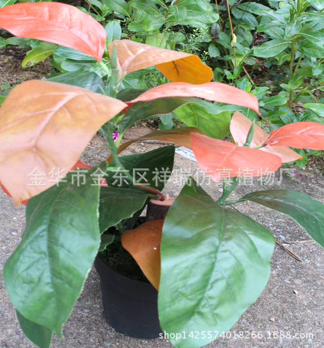 XRS-115迷你小盆栽金丝李叶19叶40厘米2