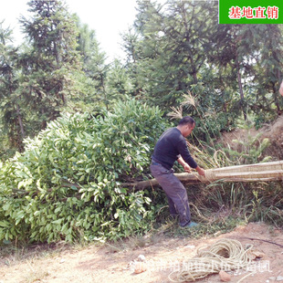 ���l�������Ә� �����@�ֹ��̾G����ľ��Ʒ���G��ľ ���Ի���ֱ�N