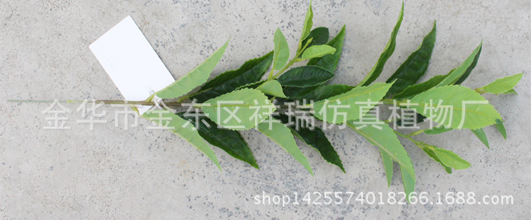 XRB-128单杆福鼎大白茶叶34叶55厘米1