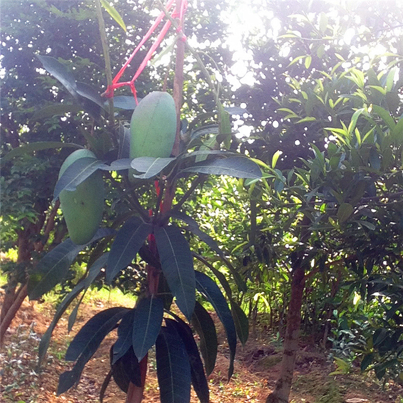 IMG_0842_ копия