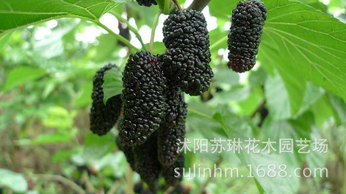 优质新采桑树种子蚕吃的桑叶养蚕专用桑蚕桑种子果桑种子桑葚种子