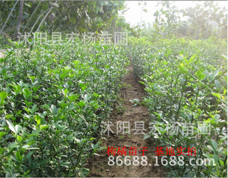 枸橘别名,枸橘的别名,枸橘(第10页)_大山谷图库