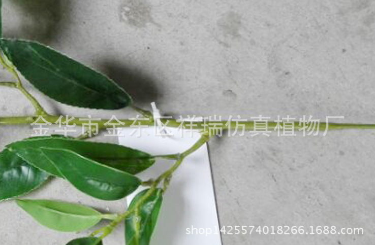 XRB-062南川柳单枝36叶55厘米枝干近照